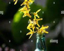 চামেলী ফুলের তৈল